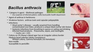 Bacillus anthracis
• Category A agent – Biothreat pathogen
• Any suspicion of infected patient, notify local public health department
• Agent of anthrax in herbivores
• Virulence factors: anthrax toxin and capsular polypeptide
• Infections:
• Wool sorter’s disease – usually acquired from handling
contaminated cow hides, produces a unique black eschar skin lesion
• Systemic infections from breathing in spores or eating and drinking
infected food products. Pneumonia, sepsis, and meningitis
• Fatality rate >=50%
• Colony on 5% Sheep’s blood agar has an irregular colony border
Medusa head colonies (sticky consistency)
Whitish colony, Gamma hemolytic (no hemolysis)
Non-motile
Susceptible to penicillin
Wool sorter’s diseae
Medusa head colony
 