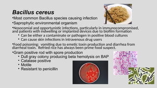 Bacillus cereus
•Most common Bacillus species causing infection
•Saprophytic environmental organism
•Nosocomial and opportunistic infections, particularly in immunocompromised,
and patients with indwelling or implanted devices due to biofilm formation
• Can be either a contaminate or pathogen in positive blood cultures
• Can cause skin infections in intravenous drug users
•Food poisoning: vomiting due to emetic toxin production and diarrhea from
diarrheal toxin. Refried rice has always been prime food suspect.
•Gram positive rod with spore production
• Dull gray colony producing beta hemolysis on BAP
• Catalase positive
• Motile
• Resistant to penicillin
 