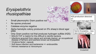 Erysipelothrix
rhusiopathiae
• Small pleomorphic Gram positive rod
• No spores produced
• Catalase enzyme negative
• Alpha hemolytic colony produced on 5% sheep’s blood agar
plate
• Only Gram positive rod that produces hydrogen sulfide (H2S)
• MALDI-TOF is helpful for this difficult to identify bacteria
• Infections acquired from nature and animals (swine), an occupational
disease of farmers and butchers known as Erysipeloid
• Virulence factor: capsule
• Soft tissue infection and bacteremia +/- endocarditis
• Intrinsic resistance to Vancomycin
H2S production detected
on
Triple sugar iron agar (TSI)
Swine Erysipelas – lacy
skin lesions of swine
Erysipeloid
 