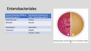 Enterobacteriales
Lactose Fermenters (PINK on
MacConkey agar) A
Non-lactose Fermenter (no
Color / MacConkey agar) B
Escherichia coli Proteus
Klebsiella Serratia
Enterobacter Salmonella
Citrobacter Shigella
Yersinia / Vibrio
 