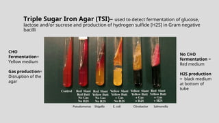 Triple Sugar Iron Agar (TSI)– used to detect fermentation of glucose,
lactose and/or sucrose and production of hydrogen sulfide [H2S] in Gram negative
bacilli
CHO
Fermentation=
Yellow medium
Gas production=
Disruption of the
agar
No CHO
fermentation =
Red medium
H2S production
= black medium
at bottom of
tube
Pseudomonas Shigella E. coli Citrobacter Salmonella
 