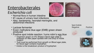 Enterobacterales
Escherichia coli
• Normal flora in human intestine
• #1 cause of urinary tract infections
• Also, bacteremia, neonatal meningitis, and
abdominal infections
• Lactose fermenter
• Eosin methylene blue agar (EMB) green sheen
produced
• Positive spot indole reaction / turns robin’s egg blue
• Organism grown on 5% Sheep’s blood agar plate is
smeared on filter paper spotted with one drop of indole
reagent
• Test must be performed from growth on Blood agar plate,
for blood agar contains tryptophan
• Indole is the breakdown product of tryptophan
Green sheen
EMB agar
Spot Indole:
Negative Positive
Lactose
Fermenter
MacConkey agar
 