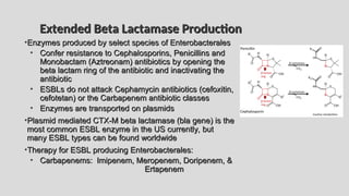 Extended Beta Lactamase Production
Extended Beta Lactamase Production
•Enzymes produced by select species of Enterobacterales
Enzymes produced by select species of Enterobacterales
• Confer resistance to Cephalosporins, Penicillins and
Confer resistance to Cephalosporins, Penicillins and
Monobactam (Aztreonam) antibiotics by opening the
Monobactam (Aztreonam) antibiotics by opening the
beta lactam ring of the antibiotic and inactivating the
beta lactam ring of the antibiotic and inactivating the
antibiotic
antibiotic
• ESBLs do not attack Cephamycin antibiotics (cefoxitin,
ESBLs do not attack Cephamycin antibiotics (cefoxitin,
cefotetan) or the Carbapenem antibiotic classes
cefotetan) or the Carbapenem antibiotic classes
• Enzymes are transported on plasmids
Enzymes are transported on plasmids
•Plasmid mediated CTX-M beta lactamase (bla gene) is the
Plasmid mediated CTX-M beta lactamase (bla gene) is the
most common ESBL enzyme in the US currently, but
most common ESBL enzyme in the US currently, but
many ESBL types can be found worldwide
many ESBL types can be found worldwide
•Therapy for ESBL producing Enterobacterales:
Therapy for ESBL producing Enterobacterales:
• Carbapenems: Imipenem, Meropenem, Doripenem, &
Carbapenems: Imipenem, Meropenem, Doripenem, &
Ertapenem
Ertapenem
 