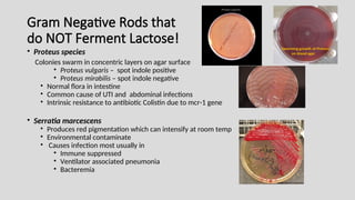 Gram Negative Rods that
do NOT Ferment Lactose!
• Proteus species
Colonies swarm in concentric layers on agar surface
• Proteus vulgaris – spot indole positive
• Proteus mirabilis – spot indole negative
• Normal flora in intestine
• Common cause of UTI and abdominal infections
• Intrinsic resistance to antibiotic Colistin due to mcr-1 gene
• Serratia marcescens
• Produces red pigmentation which can intensify at room temp
• Environmental contaminate
• Causes infection most usually in
• Immune suppressed
• Ventilator associated pneumonia
• Bacteremia
 