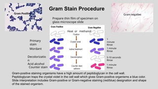 Gram Stain Procedure
1
minute
Rinse
Primary
stain
Mordant 1 minute
Rinse
5-10 seconds
Rinse
Decolorizatio
n
Acid alcohol
Counter stain
1 minute
Rinse
Gram-positive staining organisms have a high amount of peptidoglycan in the cell wall.
Peptidoglycan traps the crystal violet in the cell wall which gives Gram-positive organisms a blue color.
Slide interpretation includes Gram-positive or Gram-negative staining (red/blue) designation and shape
of the stained organism.
Prepare thin film of specimen on
glass microscope slide
Heat or methanol
Gram Positive Gram negative
 