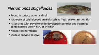 Plesiomonas shigelloides
• Found in surface water and soil
• Pathogen of cold-blooded animals such as frogs, snakes, turtles, fish
• Associated with travel to underdeveloped countries and ingesting
contaminated water, fish, or shellfish
• Non lactose fermenter
• Oxidase enzyme positive
 