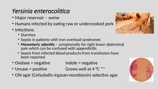 Yersinia enterocolitica
• Major reservoir – swine
• Humans infected by eating raw or undercooked pork
• Infections:
• Diarrhea
• Sepsis in patients with iron overload syndromes
• Mesenteric adenitis – symptomatic for right lower abdominal
pain which can be confused with appendicitis
• Sepsis from infected blood products from transfusion have
been reported
• Oxidase = negative Indole = negative
• Urease = positive Grows well at 4 °C **
• CIN agar (Cefsulodin-irgasan-novobiocin) selective agar
 