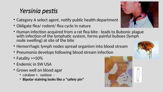 Yersinia pestis
• Category A select agent, notify public health department
• Obligate flea/ rodent/ flea cycle in nature
• Human infection acquired from a rat flea bite - leads to Bubonic plague
with infection of the lymphatic system, forms painful buboes (lymph
node swelling) at site of the bite
• Hemorrhagic lymph nodes spread organism into blood stream
• Pneumonia develops following blood stream infection
• Fatality >=50%
• Endemic in SW USA
• Grows well on blood agar
• catalase +, oxidase -
• Bipolar staining looks like a “safety pin”
 