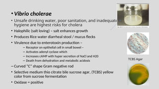 •Vibrio cholerae
• Unsafe drinking water, poor sanitation, and inadequate
hygiene are highest risks for cholera
• Halophilic (salt loving) – salt enhances growth
• Produces Rice water diarrheal stool / mucus flecks
• Virulence due to enterotoxin production –
– Receptor on epithelial cell in small bowel –
– Activates adenyl cyclase which
– Increases cAMP with hyper secretion of NaCl and H20
– Death from dehydration and metabolic acidosis
– Curved “C” shape Gram negative rod
• Selective medium thio citrate bile sucrose agar, (TCBS) yellow
color from sucrose fermentation
• Oxidase = positive
TCBS Agar
 