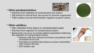 • Vibrio parahaemolyticus
• Diarrhea from ingestion of contaminated raw oysters
• Self limited in normal host, but serious in immune suppressed
• TCBS medium sucrose fermentation negative so green colony
• Vibrio vulnificus
• Skin infection from injury in contaminated water
• Diarrhea from ingestion of contaminated oysters
• Bacteremia can occur in certain patient populations following
the ingestion of contaminated oysters
• Patients with liver disease (cirrhosis) and patients with
increased serum iron
• Formation of painful skin lesions on lower extremities
with muscle necrosis
• 50% fatality rate
 