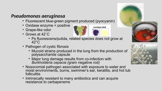Pseudomonas aeruginosa
• Fluorescent blue-green pigment produced (pyocyanin)
• Oxidase enzyme = positive
• Grape-like odor
• Grows at 42˚C
• Ps fluorescens/putida, related species does not grow at
42°C
• Pathogen of cystic fibrosis
• Mucoid strains produced in the lung from the production of
polysaccharide capsule
• Major lung damage results from co-infection with
Burkholderia cepacia (gram negative rod)
• Nosocomial pathogen associated with exposure to water and
moist environments, burns, swimmer’s ear, keratitis, and hot tub
folliculitis
• Intrinsically resistant to many antibiotics and can acquire
resistance to carbapenems
 