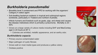 Burkholderia pseudomallei
• Biosafety level 3 containment and PPE for working with the organism/
Category A select agent
• Soil-dwelling bacterium endemic in tropical and subtropical regions
worldwide, particularly in Thailand and northern Australia.
• Infects humans and livestock such as goats, pigs, and sheep and causes
the disease melioidosis which is primarily a pneumonia. Mortality is 20 –
50%
• Grows on a large variety of culture media including BAP and MacConkey
agar in 24 hours at 35* C
• Colonies are wrinkled, metallic appearance, and an earthy odor.
Burkholderia cepacia
• Primary source contaminated water
• Major pathogen of cystic fibrosis
• Grows well on most media types and produces a yellow colony
• Oxidase positive
 