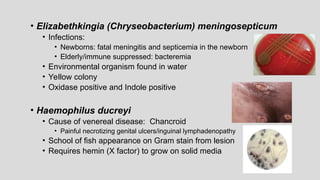 • Elizabethkingia (Chryseobacterium) meningosepticum
• Infections:
• Newborns: fatal meningitis and septicemia in the newborn
• Elderly/immune suppressed: bacteremia
• Environmental organism found in water
• Yellow colony
• Oxidase positive and Indole positive
• Haemophilus ducreyi
• Cause of venereal disease: Chancroid
• Painful necrotizing genital ulcers/inguinal lymphadenopathy
• School of fish appearance on Gram stain from lesion
• Requires hemin (X factor) to grow on solid media
 