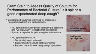 Gram Stain to Assess Quality of Sputum for
Performance of Bacterial Culture/ Is it spit or a
good expectorated deep cough?
• Expectorated sputum is examined for presence of
neutrophils (WBCs) and epithelial cells:
• <10 epithelial cells/low power field (LPF) is observed
and >25 WBCs/LPF (exception for leukopenia)
• Sputum acceptable for performing bacterial culture
• >10 epithelial cells / LPF
• Sputum is judged to be spit
• Bacterial culture should not be performed
• Request made for new “deep cough” specimen
Bad Sputum
10X objective
Acceptable Sputum
10X objective
 