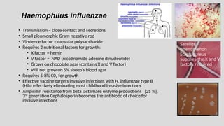 Haemophilus influenzae
• Transmission – close contact and secretions
• Small pleomorphic Gram negative rod
• Virulence factor – capsular polysaccharide
• Requires 2 nutritional factors for growth:
• X factor = hemin
• V factor = NAD (nicotinamide adenine dinucleotide)
• Grows on chocolate agar (contains X and V factor)
• Will not grow on 5% sheep’s blood agar
• Requires 5-8% C0₂ for growth
• Effective vaccine targets invasive infections with H. influenzae type B
(Hib) effectively eliminating most childhood invasive infections
• Ampicillin resistance from beta lactamase enzyme productions [25 %],
3rd
generation Cephalosporin becomes the antibiotic of choice for
invasive infections
Satellite
phenomenon
Staph aureus
supplies the X and V
factors required
 