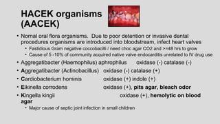 HACEK organisms
(AACEK)
• Nornal oral flora organisms. Due to poor detention or invasive dental
procedures organisms are introduced into bloodstream, infect heart valves
• Fastidious Gram negative coccobacilli / need choc agar CO2 and >=48 hrs to grow
• Cause of 5 -10% of community acquired native valve endocarditis unrelated to IV drug use
• Aggregatibacter (Haemophilus) aphrophilus oxidase (-) catalase (-)
• Aggregatibacter (Actinobacillus) oxidase (-) catalase (+)
• Cardiobacterium hominis oxidase (+) indole (+)
• Eikinella corrodens oxidase (+), pits agar, bleach odor
• Kingella kingii oxidase (+), hemolytic on blood
agar
• Major cause of septic joint infection in small children
 