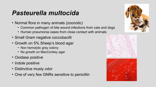 Pasteurella multocida
• Normal flora in many animals (zoonotic)
• Common pathogen of bite wound infections from cats and dogs
• Human pneumonia cases from close contact with animals
• Small Gram negative coccobacilli
• Growth on 5% Sheep’s blood agar
• Non hemolytic grey colony
• No growth on MacConkey agar
• Oxidase positive
• Indole positive
• Distinctive musty odor
• One of very few GNRs sensitive to penicillin
 