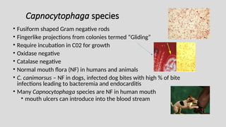 Capnocytophaga species
• Fusiform shaped Gram negative rods
• Fingerlike projections from colonies termed “Gliding”
• Require incubation in C02 for growth
• Oxidase negative
• Catalase negative
• Normal mouth flora (NF) in humans and animals
• C. canimorsus – NF in dogs, infected dog bites with high % of bite
infections leading to bacteremia and endocarditis
• Many Capnocytophaga species are NF in human mouth
• mouth ulcers can introduce into the blood stream
 