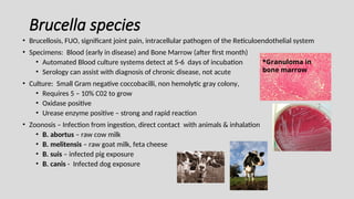 Brucella species
• Brucellosis, FUO, significant joint pain, intracellular pathogen of the Reticuloendothelial system
• Specimens: Blood (early in disease) and Bone Marrow (after first month)
• Automated Blood culture systems detect at 5-6 days of incubation
• Serology can assist with diagnosis of chronic disease, not acute
• Culture: Small Gram negative coccobacilli, non hemolytic gray colony,
• Requires 5 – 10% C02 to grow
• Oxidase positive
• Urease enzyme positive – strong and rapid reaction
• Zoonosis – Infection from ingestion, direct contact with animals & inhalation
• B. abortus – raw cow milk
• B. melitensis – raw goat milk, feta cheese
• B. suis – infected pig exposure
• B. canis - Infected dog exposure
*Granuloma in
bone marrow
 