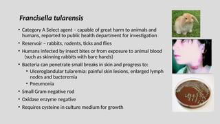 • Category A Select agent – capable of great harm to animals and
humans, reported to public health department for investigation
• Reservoir – rabbits, rodents, ticks and flies
• Humans infected by insect bites or from exposure to animal blood
(such as skinning rabbits with bare hands)
• Bacteria can penetrate small breaks in skin and progress to:
• Ulceroglandular tularemia: painful skin lesions, enlarged lymph
nodes and bacteremia
• Pneumonia
• Small Gram negative rod
• Oxidase enzyme negative
• Requires cysteine in culture medium for growth
Francisella tularensis
 