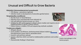 Unusual and Difficult to Grow Bacteria
•Klebsiella (Calymmatobacterium) granulomatis
• STD disease - granuloma inguinale
• Infection leads to development of ulcerative genital lesions
•Streptobacillus moniliformis
• Rat bite fever or Haverhill fever
• Infection from untreated bite from infected rat
• Cell wall deficient bacteria known as L form
• Inhibited by SPS (anticoagulant in blood culture media) and requires serum
supplementation to grow in blood cultures
• Patient history is helpful, PCR and sequencing methods available
•Tropheryma whipplei –
• Whipple disease
• Gram positive rod (Phylum: Actinomycetota) distant relative of
Mycobacterium avium and M. paratuberculosis
• Found in soil and farm animals
• Causes a diarrhea which can lead to malabsorption syndrome and cardiac
disease
• Characteristic findings in fixed tissue
Foamy macrophages in the
lamina propria
 