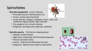 Spirochetes
• Borrelia burgdorferi - Lyme’s disease
• Primarily found in Northeastern US
• Vector: Ixodes tick (hard tick)
• Acute disease: Fatigue, headache, fever, rash, and
erythema migrans lesion after tick bite
• Can progress to a chronic disease
• Diagnosis: serology and molecular methods
• Borrelia species – Tick borne relapsing fever
• Western United States
• High fever (relapsing) with thrombocytopenia
• Muscle and joint aches
• Vector: Soft tick (Ornithorodos hermsi)
• Diagnosis: Blood smear observe spirochete
 