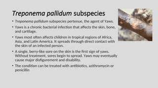Treponema pallidum subspecies
• Treponema pallidum subspecies pertenue, the agent of Yaws.
• Yaws is a chronic bacterial infection that affects the skin, bone,
and cartilage.
• Yaws most often affects children in tropical regions of Africa,
Asia, and Latin America. It spreads through direct contact with
the skin of an infected person.
• A single, berry-like sore on the skin is the first sign of yaws.
Without treatment, sores begin to spread. Yaws may eventually
cause major disfigurement and disability.
• The condition can be treated with antibiotics, azithromycin or
penicillin
 