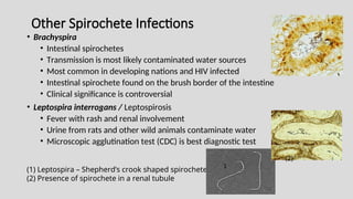 Other Spirochete Infections
• Brachyspira
• Intestinal spirochetes
• Transmission is most likely contaminated water sources
• Most common in developing nations and HIV infected
• Intestinal spirochete found on the brush border of the intestine
• Clinical significance is controversial
• Leptospira interrogans / Leptospirosis
• Fever with rash and renal involvement
• Urine from rats and other wild animals contaminate water
• Microscopic agglutination test (CDC) is best diagnostic test
(1) Leptospira – Shepherd’s crook shaped spirochete
(2) Presence of spirochete in a renal tubule
(2)
1
 