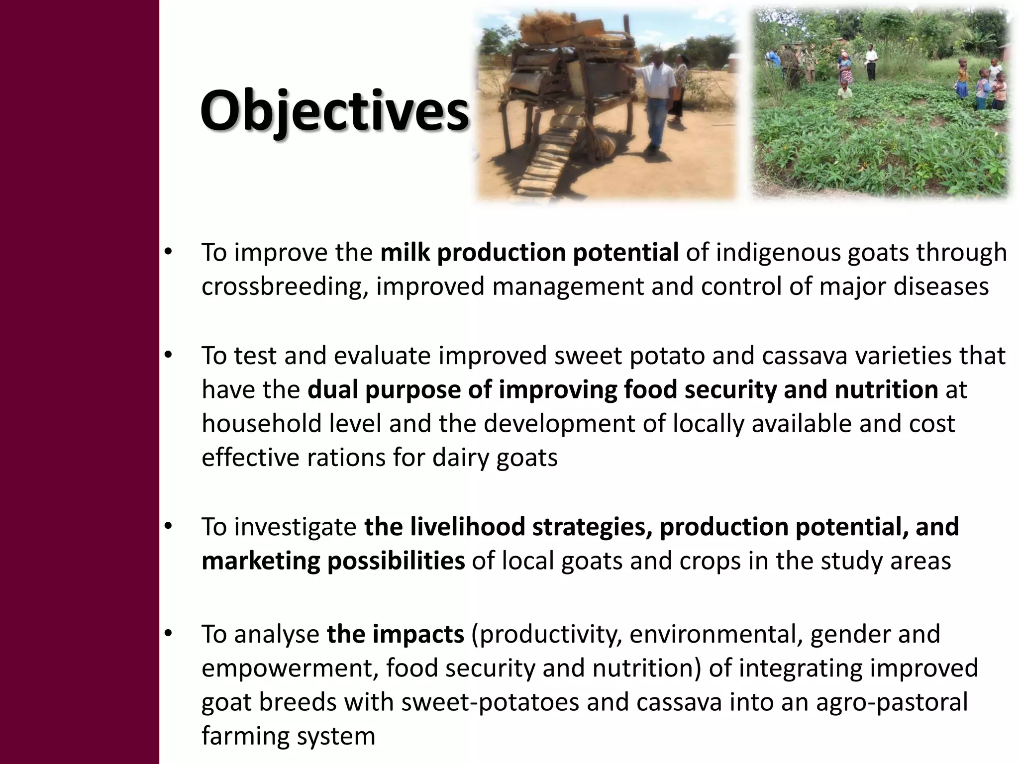 Objectives

• To improve the milk production potential of indigenous goats through
  crossbreeding, improved management and control of major diseases

• To test and evaluate improved sweet potato and cassava varieties that
  have the dual purpose of improving food security and nutrition at
  household level and the development of locally available and cost
  effective rations for dairy goats

• To investigate the livelihood strategies, production potential, and
  marketing possibilities of local goats and crops in the study areas

• To analyse the impacts (productivity, environmental, gender and
  empowerment, food security and nutrition) of integrating improved
  goat breeds with sweet-potatoes and cassava into an agro-pastoral
  farming system
 