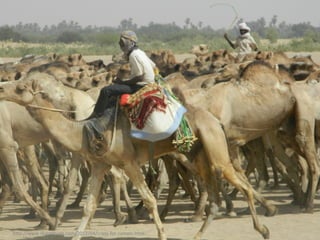 h"p://www.skalaBtude.com/2012/04/crazy-­‐for-­‐camels.html	
  
 