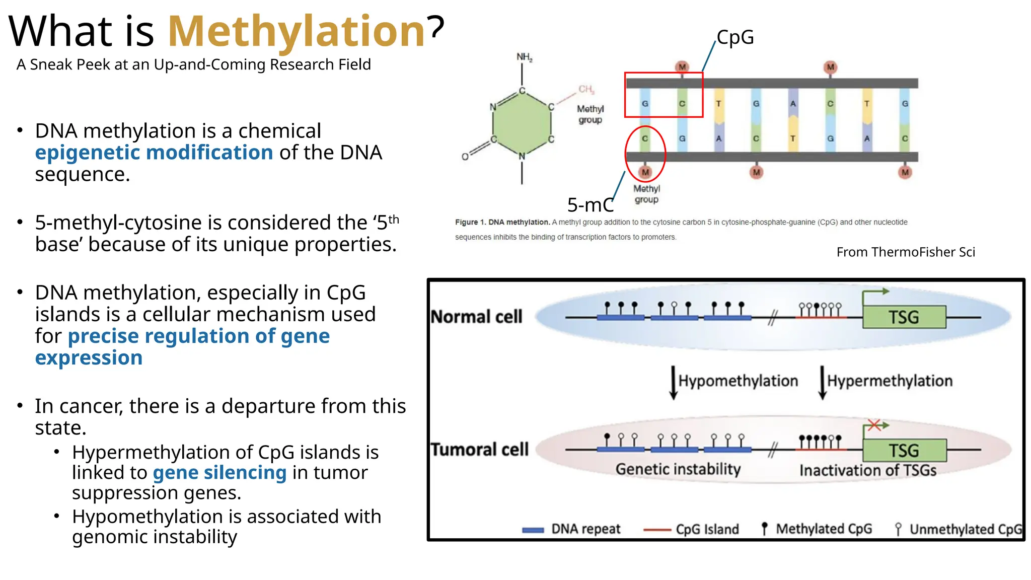 What is Methylation?
5-mC
CpG
From ThermoFisher Sci
• DNA methylation is a chemical
epigenetic modification of the DNA
sequence.
• 5-methyl-cytosine is considered the ‘5th
base’ because of its unique properties.
• DNA methylation, especially in CpG
islands is a cellular mechanism used
for precise regulation of gene
expression
• In cancer, there is a departure from this
state.
• Hypermethylation of CpG islands is
linked to gene silencing in tumor
suppression genes.
• Hypomethylation is associated with
genomic instability
A Sneak Peek at an Up-and-Coming Research Field
 