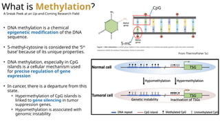 What is Methylation?
5-mC
CpG
From ThermoFisher Sci
• DNA methylation is a chemical
epigenetic modification of the DNA
sequence.
• 5-methyl-cytosine is considered the ‘5th
base’ because of its unique properties.
• DNA methylation, especially in CpG
islands is a cellular mechanism used
for precise regulation of gene
expression
• In cancer, there is a departure from this
state.
• Hypermethylation of CpG islands is
linked to gene silencing in tumor
suppression genes.
• Hypomethylation is associated with
genomic instability
A Sneak Peek at an Up-and-Coming Research Field
 