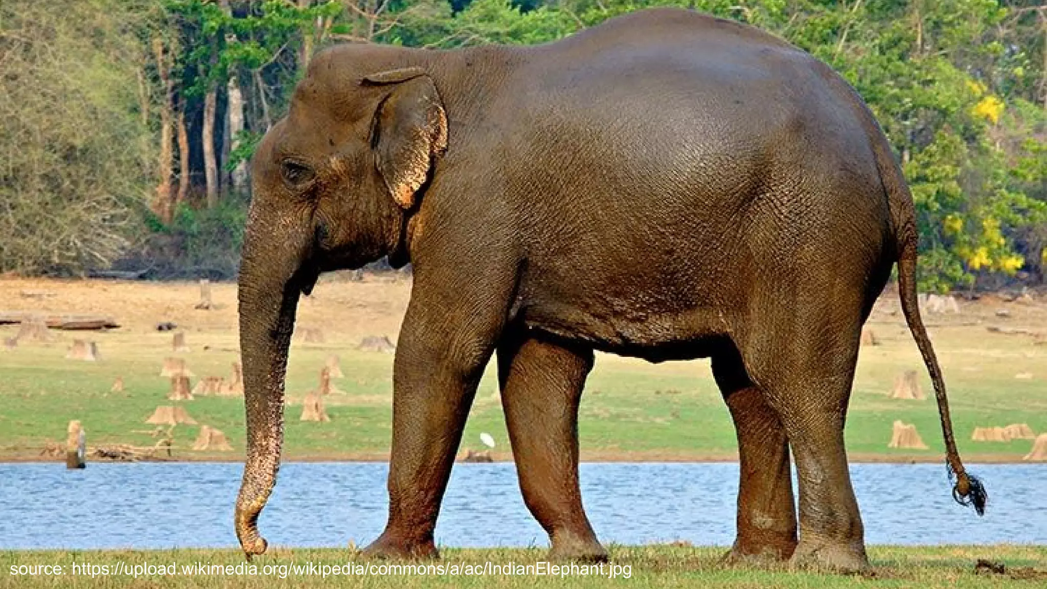 source: https://upload.wikimedia.org/wikipedia/commons/a/ac/IndianElephant.jpg
 