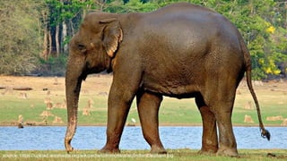 source: https://upload.wikimedia.org/wikipedia/commons/a/ac/IndianElephant.jpg
 