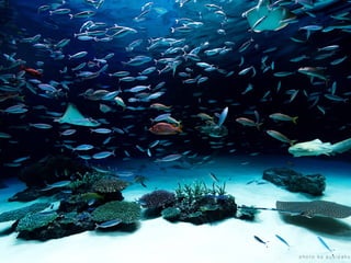 1年間で100万PV増やしたコンテンツ運用と最適化｜写真素材サイトぱくたそ