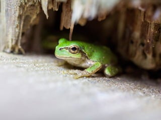 1年間で100万PV増やしたコンテンツ運用と最適化｜写真素材サイトぱくたそ