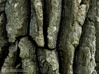 c   “Texture.Rrific Tree Bark” by Charles Dawley
    http://www.flickr.com/photos/odalaigh/418806862/   97 11 12 13
      ...