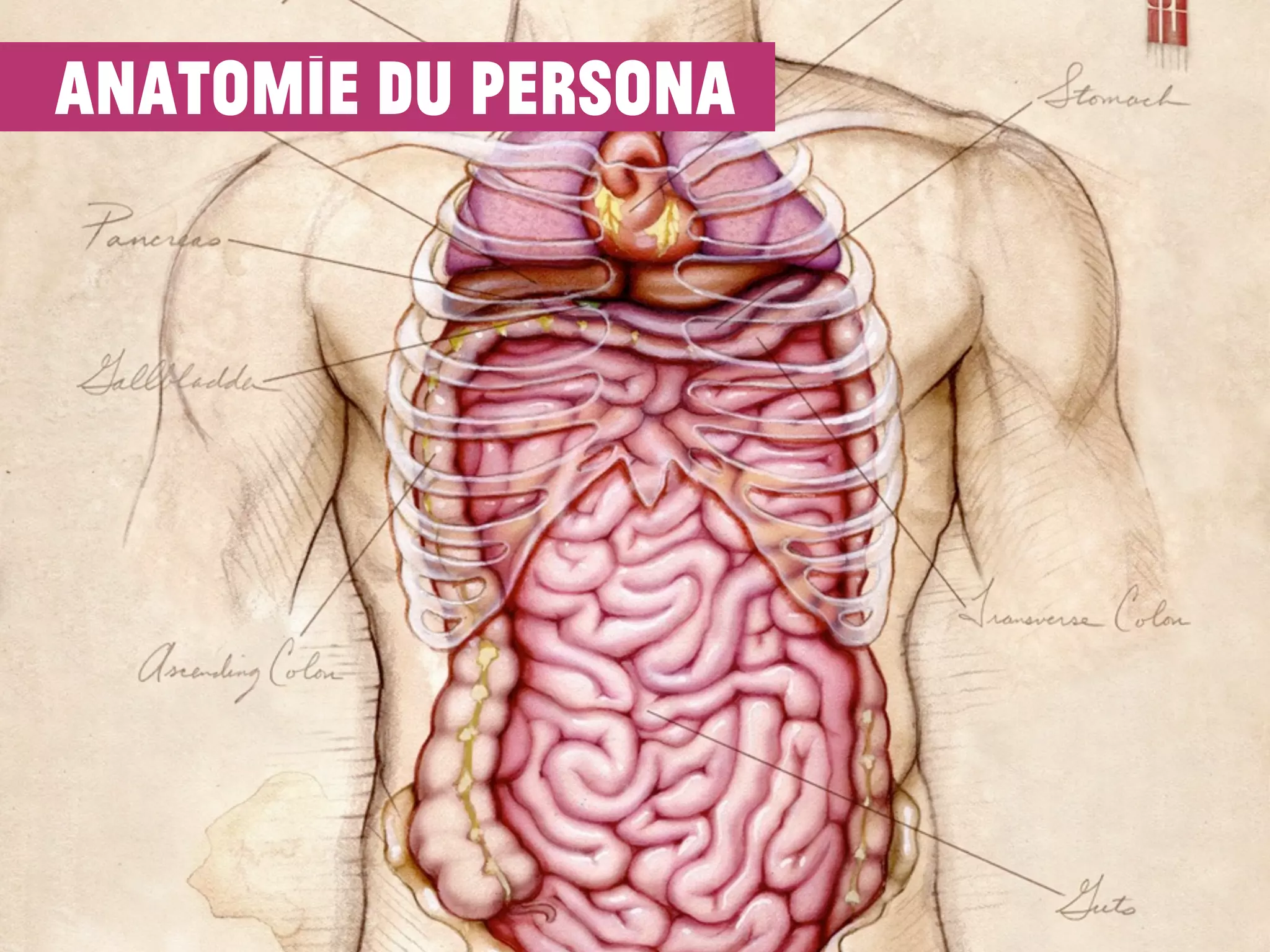 anatomie du persona
 