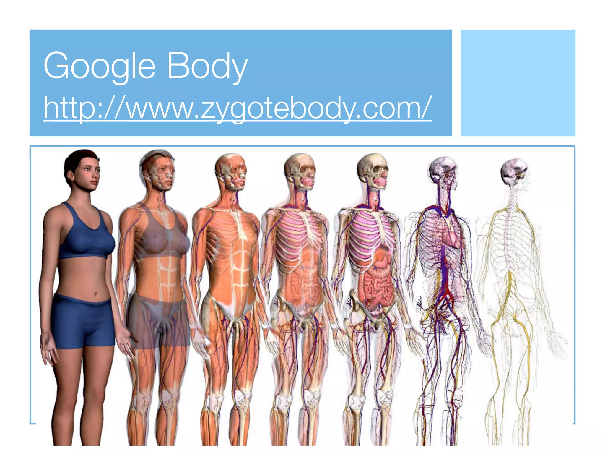 Google Body
http://www.zygotebody.com/
 