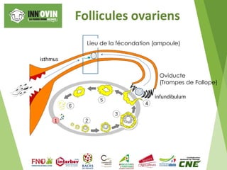 Follicules ovariens
Lieu de la fécondation (ampoule)
Oviducte
(Trompes de Fallope)
isthmus
infundibulum
 