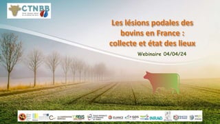 Les lésions podales des
bovins en France :
collecte et état des lieux
Webinaire 04/04/24
 