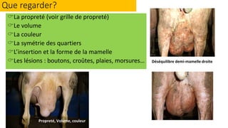 Que regarder?
La propreté (voir grille de propreté)
Le volume
La couleur
La symétrie des quartiers
L’insertion et la forme de la mamelle
Les lésions : boutons, croûtes, plaies, morsures… Déséquilibre demi-mamelle droite
Propreté, Volume, couleur