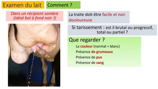 Examen du lait
Que regarder ?
La couleur (normal = blanc)
Présence de grumeaux
Présence de pus
Présence de sang
Comment ?
Dans un récipient sombre
(idéal bol à fond noir !)
La traite doit être facile et non
douloureuse
Si tarissement : est il brutal ou progressif,
total ou partiel ?