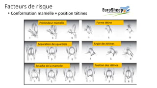 Facteurs de risque
• Conformation mamelle + position tétines
Profondeur mamelle
Angle des tétines
Séparation des quartiers
Forme tétine
Attache de la mamelle Position des tétines