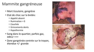 Mammite gangréneuse
• Mort tissulaire, gangrène
• Etat de choc sur la brebis:
• Appétit absent
• Rumination = 0
• Couchée
• Grincements dents
• Hypothermie
• Sang dans le quartier, parfois gaz,
odeur +++
• Zone gangrénée centrée sur le trayon,
étendue +/- grande
 