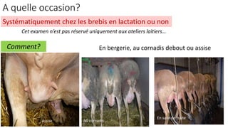 En salle de traite
Au cornadis
En bergerie, au cornadis debout ou assise
Assise
A quelle occasion?
Systématiquement chez les brebis en lactation ou non
Cet examen n’est pas réservé uniquement aux ateliers laitiers…
Comment?