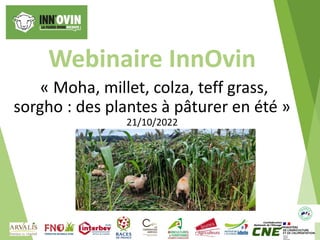 Webinaire InnOvin
« Moha, millet, colza, teff grass,
sorgho : des plantes à pâturer en été »
21/10/2022
 