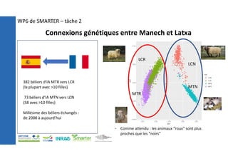 382 béliers d’IA MTR vers LCR
(la plupart avec >10 filles)
73 béliers d’IA MTN vers LCN
(58 avec >10 filles)
Millésime des béliers échangés :
de 2000 à aujourd’hui
LCN
MTN
LCR
MTR
• Comme attendu : les animaux “roux” sont plus
proches que les “noirs”
WP6 de SMARTER – tâche 2
Connexions génétiques entre Manech et Latxa
 