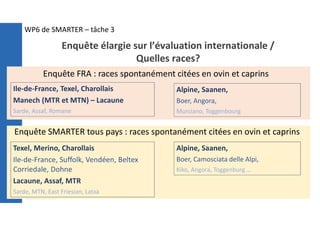 Enquête élargie sur l’évaluation internationale /
Quelles races?
Ile-de-France, Texel, Charollais
Manech (MTR et MTN) – Lacaune
Sarde, Assaf, Romane
Alpine, Saanen,
Boer, Angora,
Murciano, Toggenbourg
Enquête FRA : races spontanément citées en ovin et caprins
Enquête SMARTER tous pays : races spontanément citées en ovin et caprins
Alpine, Saanen,
Boer, Camosciata delle Alpi,
Kiko, Angora, Toggenburg …
Texel, Merino, Charollais
Ile-de-France, Suffolk, Vendéen, Beltex
Corriedale, Dohne
Lacaune, Assaf, MTR
Sarde, MTN, East Friesian, Latxa
WP6 de SMARTER – tâche 3
 