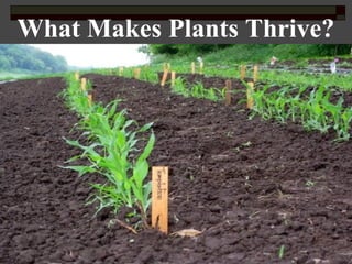 What Makes Plants Thrive?
Photo credit: http://www.flickr.com/photos/quacktaculous/2558321055/
 